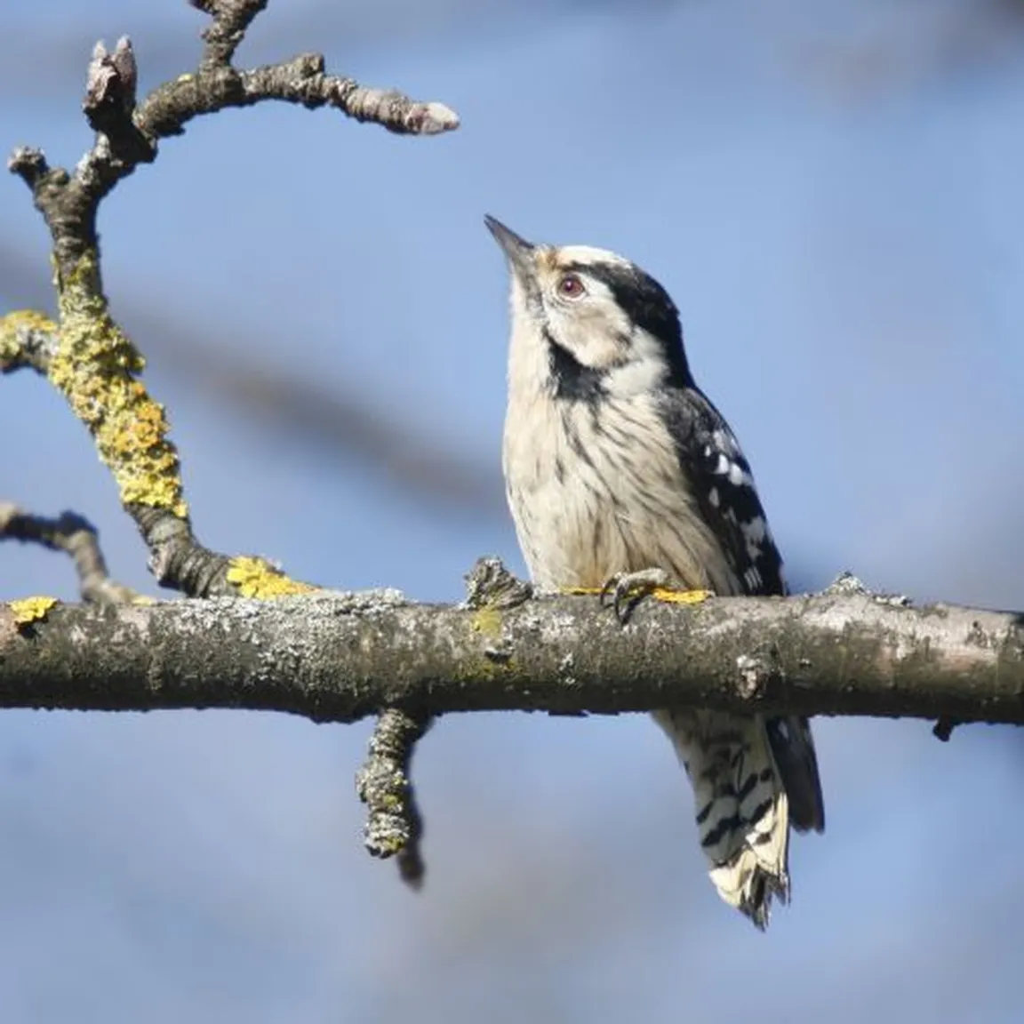 Mali detel (Dendrocopos minor) gleda v sončno nebo in sedi na veji.