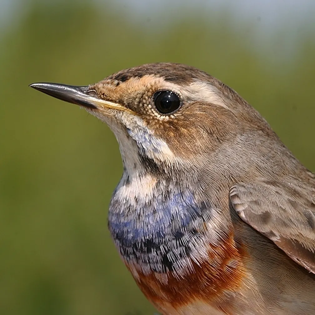 Portret modre taščice (Luscinia svecica) v naravi.