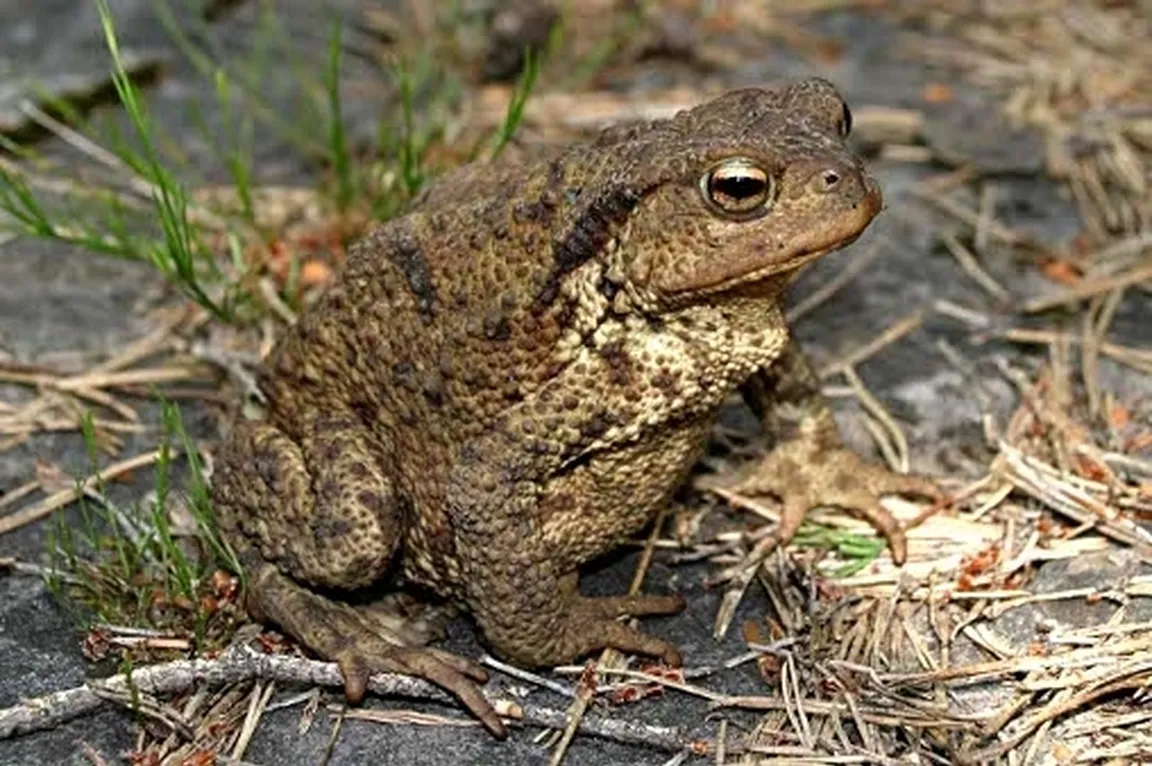 Navadna krastača (Bufo bufo)  z grbasto kožo preži na robu jezera.