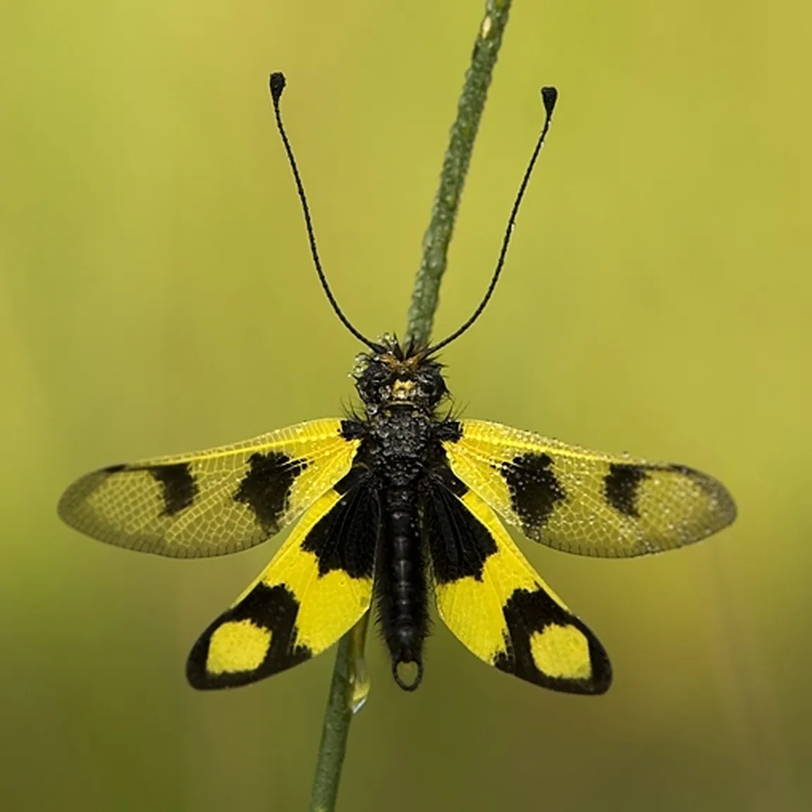 Navadna metuljčnica (Libelloides macaronius) s svojimi rumeno črnimi krilci se pozibava na bilki.