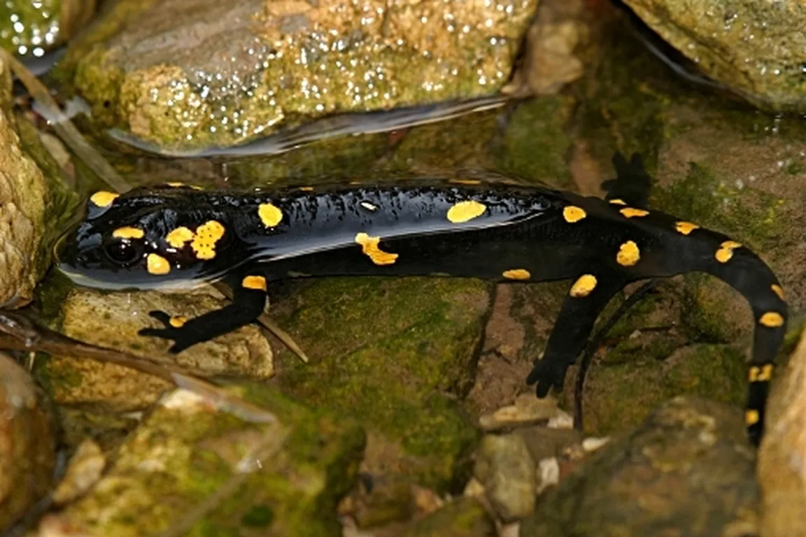 Navadni močerad (Salamandra salamandra) plava v nizki vodi.