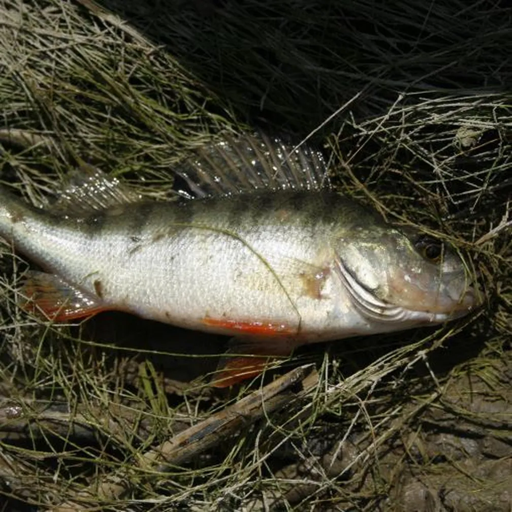 Navadni ostriz (Perca fluviatilis) s svojimi značilnimi zelenkasto do rumenkastim telesom ter s temnimi prečnimi progami.