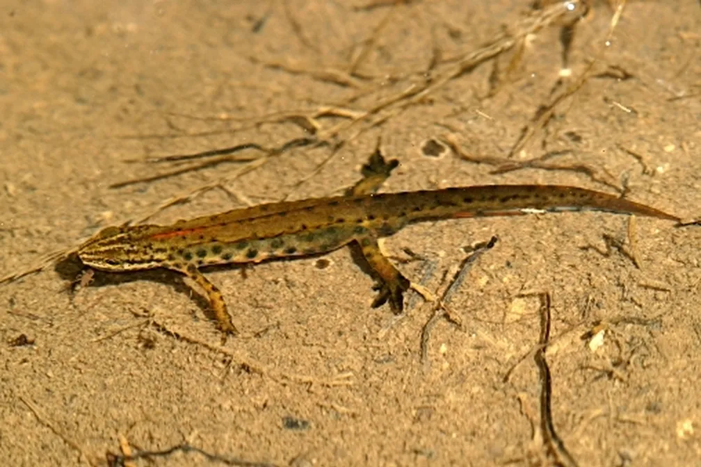 Navadni pupek (Triturus vulgaris) z oranžnim trebuhom in temnim hrbtom plazi po pesku.