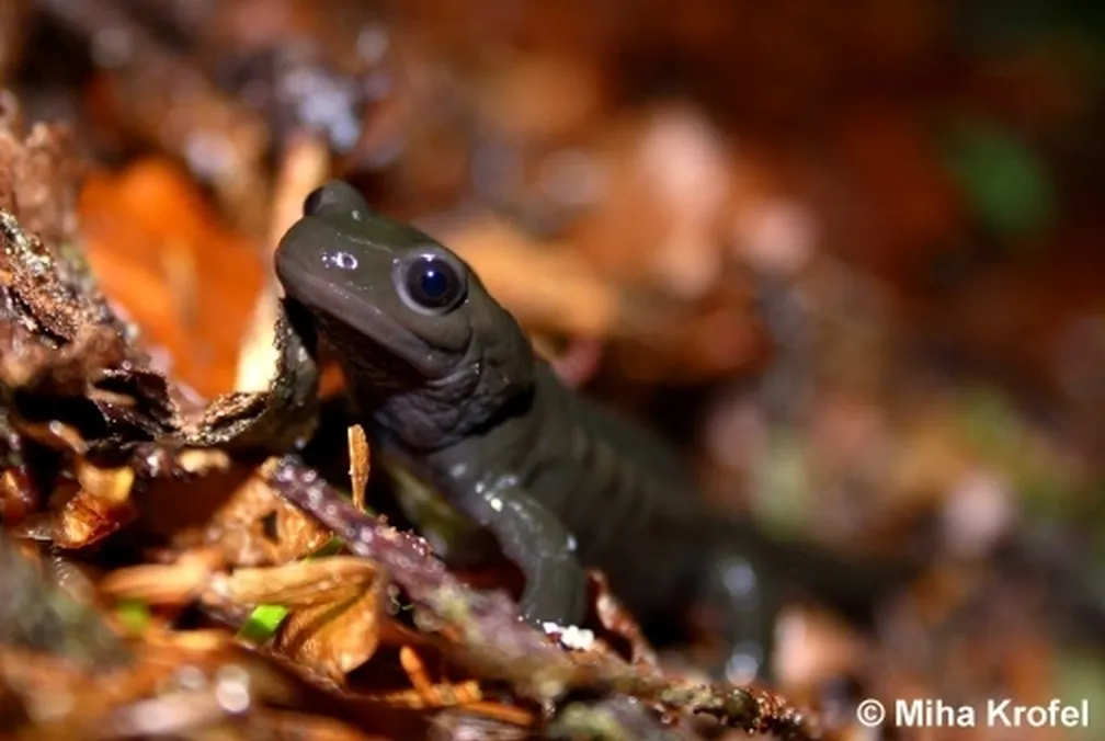 Planinski močerad Salamandra atra s sijočo črno kožo na gorskem terenu.