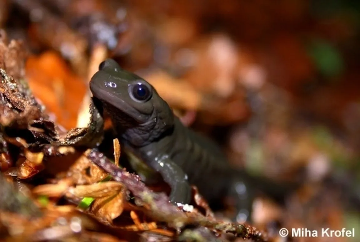 Planinski močerad Salamandra atra s sijočo črno kožo na gorskem terenu.
