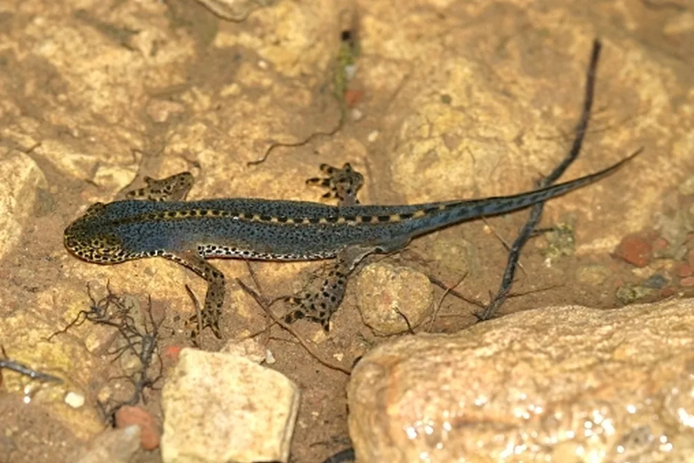 Planinski pupek (Triturus alpestris) z modrikasto obarvanim bokom in oranžnim trebuhom v vodnem okolju.