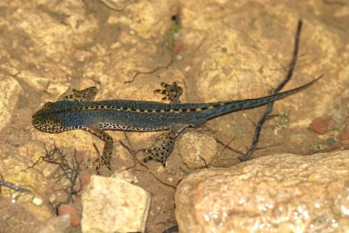 Planinski pupek (Triturus alpestris) z modrikasto obarvanim bokom in oranžnim trebuhom v vodnem okolju.