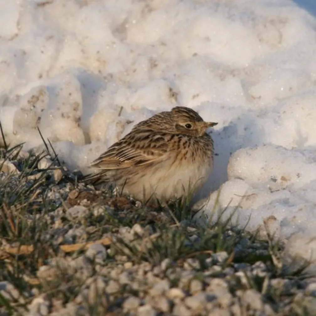 Poljski škrjanec (Alauda arvensis)
