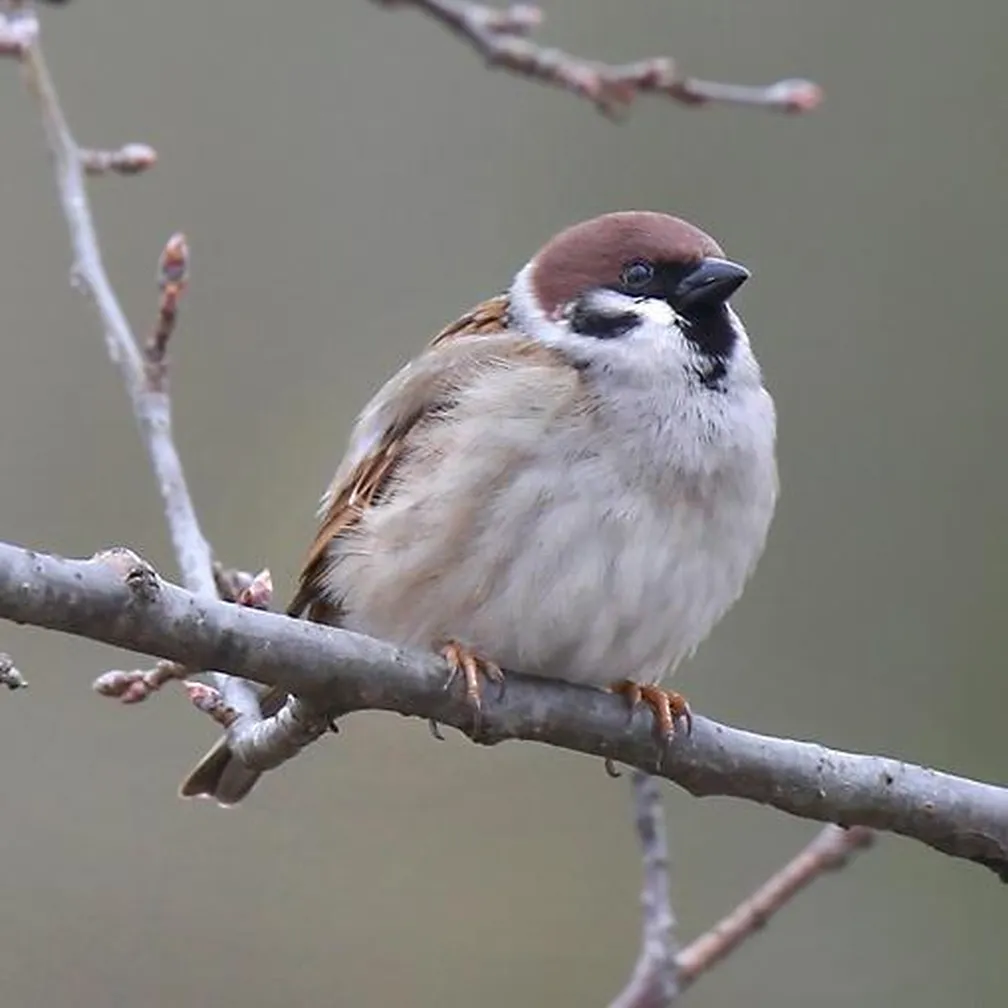 Poljski vrabec (Passer montanus) sedi na veji.