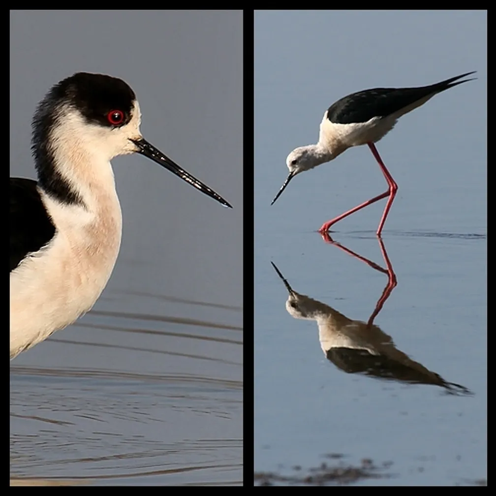 Polojnik (Himantopus himantopus) elegantno hodi po vodi s svojimi dolgimi nogami.