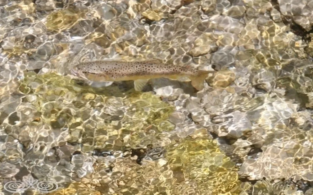 Potocna postrv (Salmo trutta) plava v bistri vodi nad prodnatim dnom.