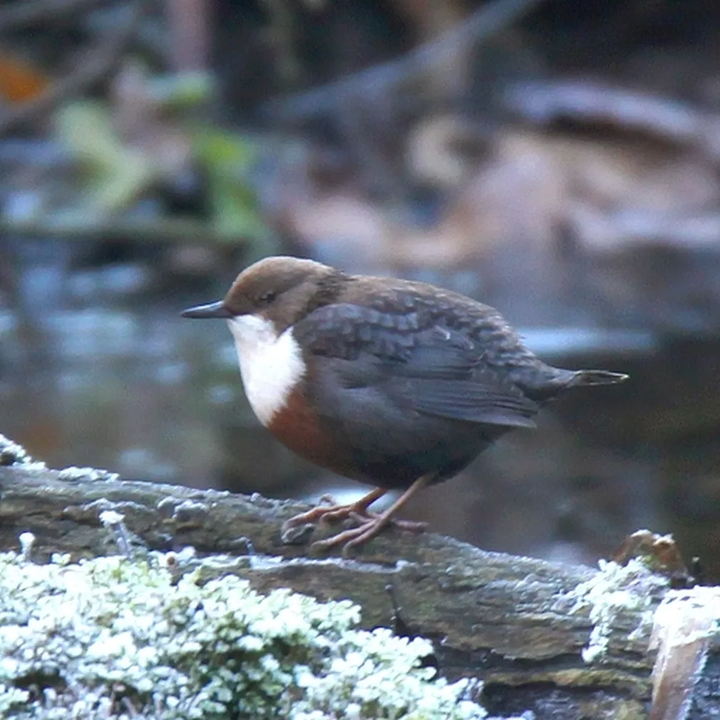 Povodni kos (Cinclus cinclus) stoji na deblu ob reki.