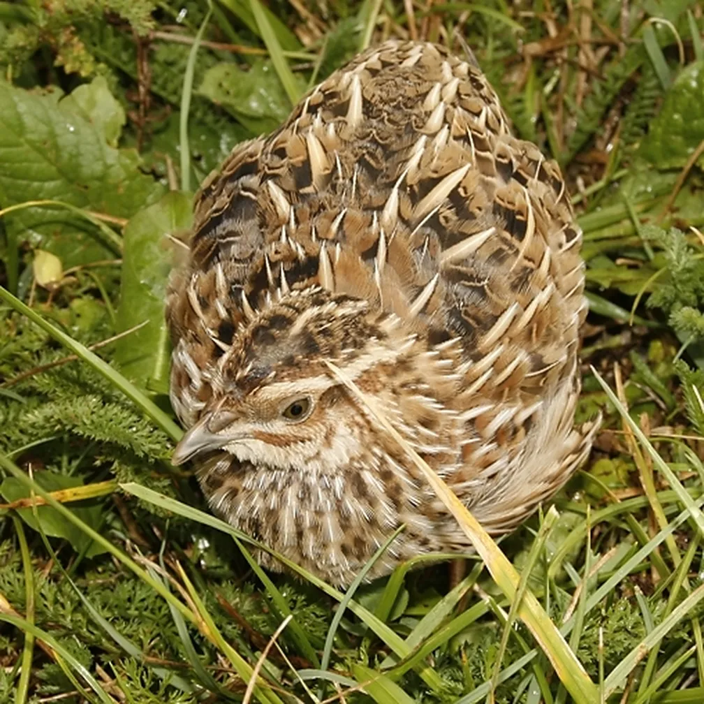 Prepelica (Coturnix coturnix) sedi v svojem gnezdu.