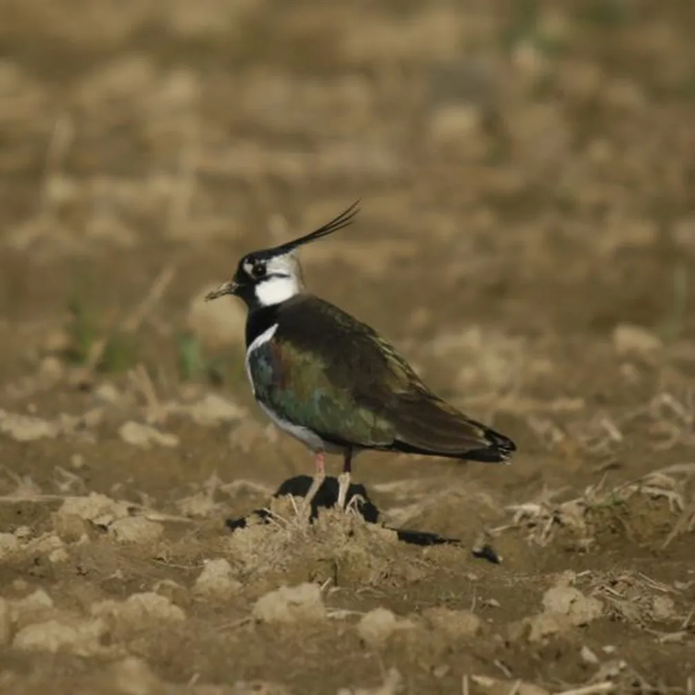 Priba (Vanellus vanellus) se sprehaja po njivi.