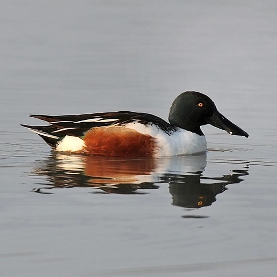 Raca žlicarica (Anas clypeata) plava v vodi in v kljunu ima travo.