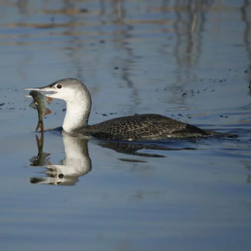 Rdečegrli slapnik (Gavia stellata) plava na vodi z ribo v kljunu.