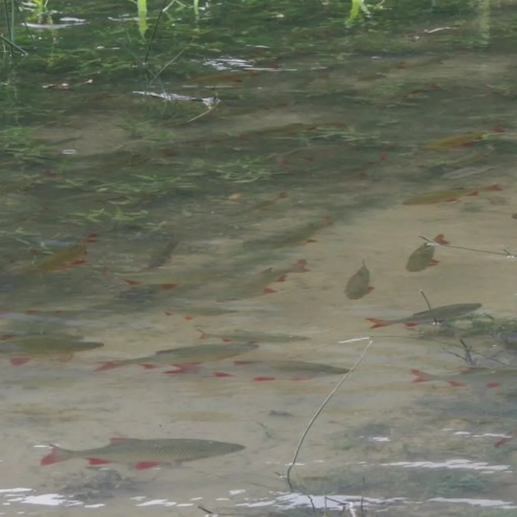 Rdečeperka (Scardinius erythrophthalus) plava čisti, plitvi vodi z vidnimi vodnimi rastlinami in peščenim dnom