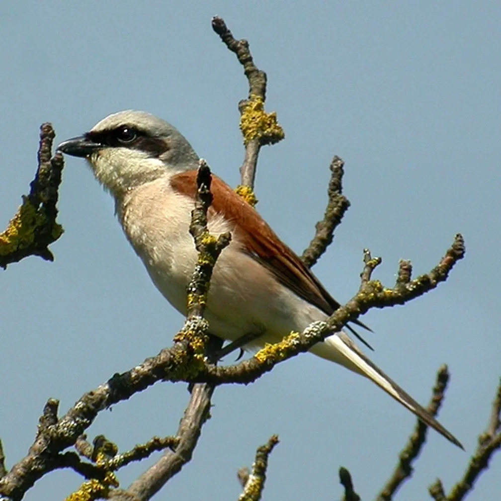 Rjavi srakoper (Lanius collurio) sedi na drevesu.