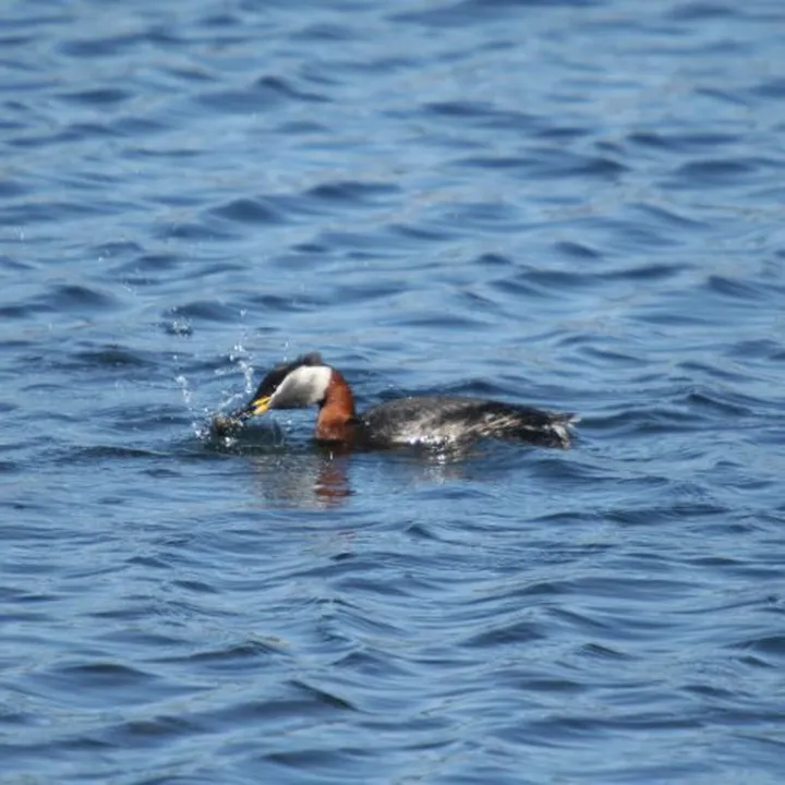 Rjavovrati ponirek (Podiceps grisegena) je ravnokar ujel svoje kosilo-ribo v jezeru.