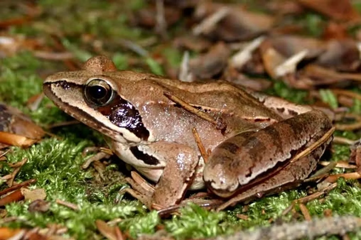 Rosnica (Rana dalmatina) prava žaba sedi na mahu.