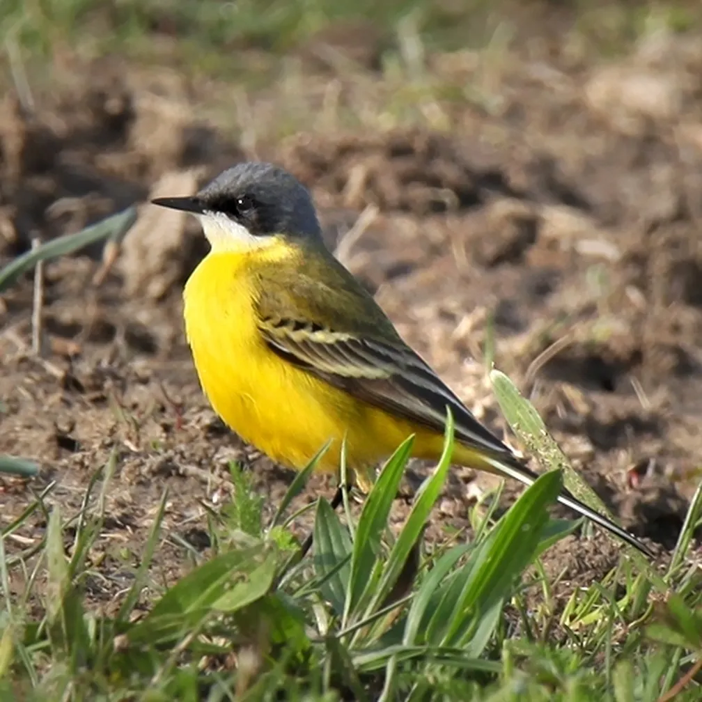 Rumena pastirica (Motacilla flava) na zemlji gleda okolico.