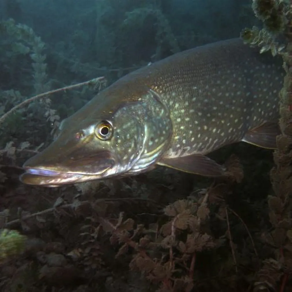 Ščuka (Esox lucius) z značilnim kljunastim gobcem v temnozeleni vodi, plava med rastlinami.