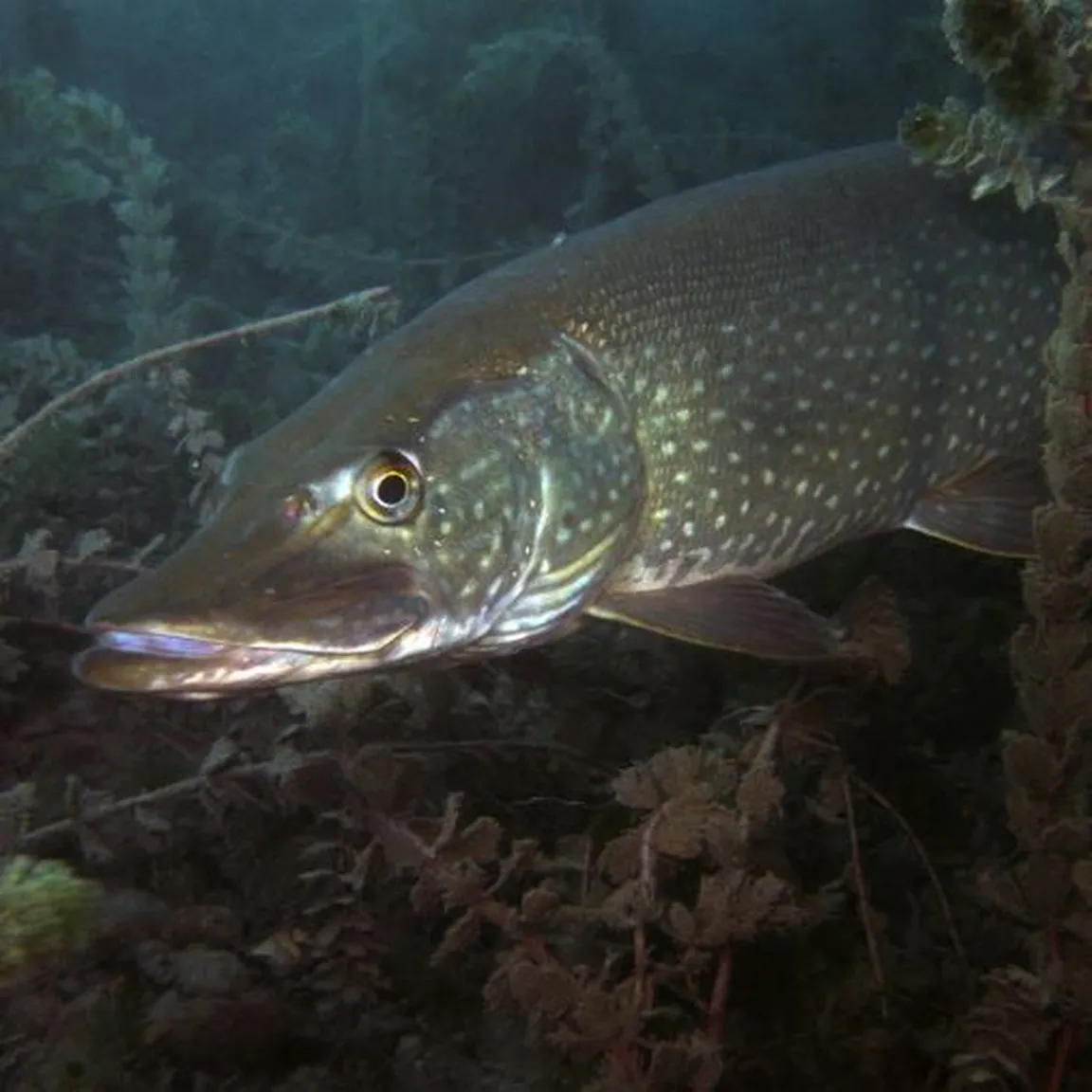 Ščuka (Esox lucius) z značilnim kljunastim gobcem v temnozeleni vodi, plava med rastlinami.