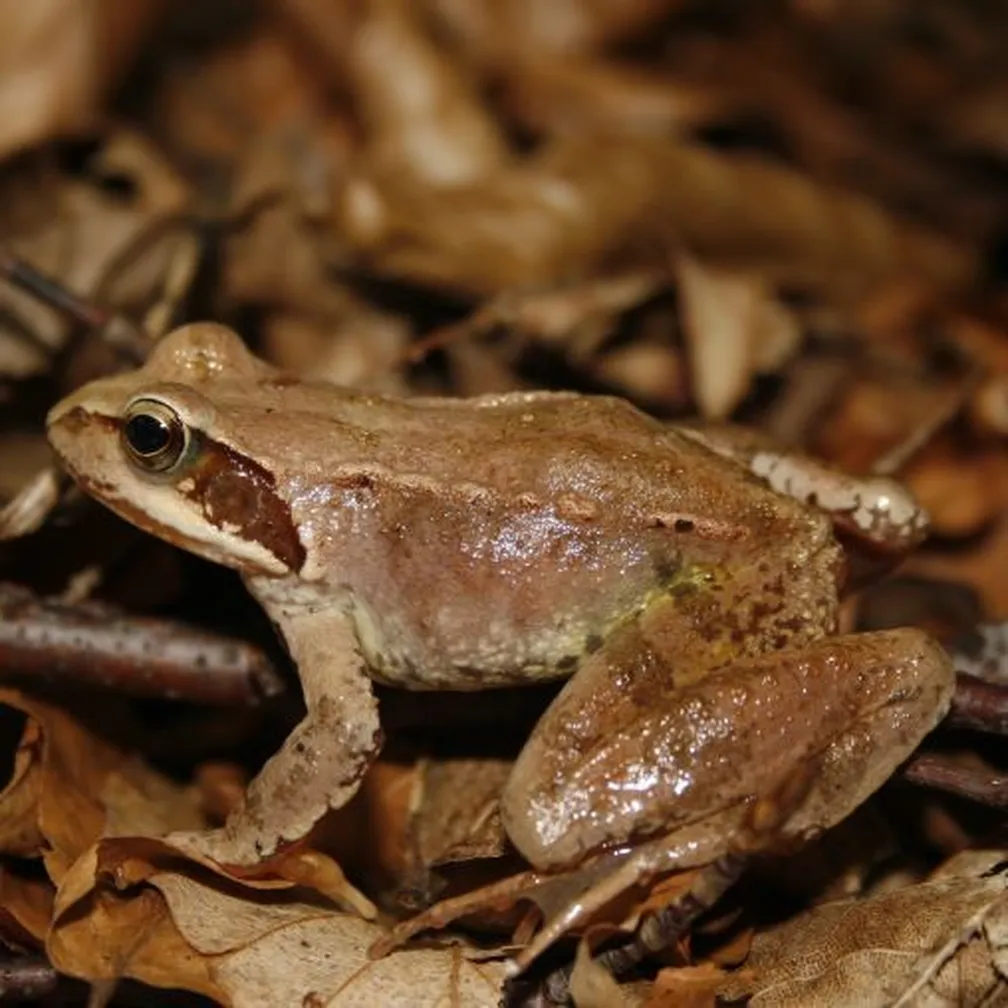 Sekulja (Rana temporaria) s kratkim, čokatim telesom in gladko, rjavkasto kožo na listnato blatni podlagi.