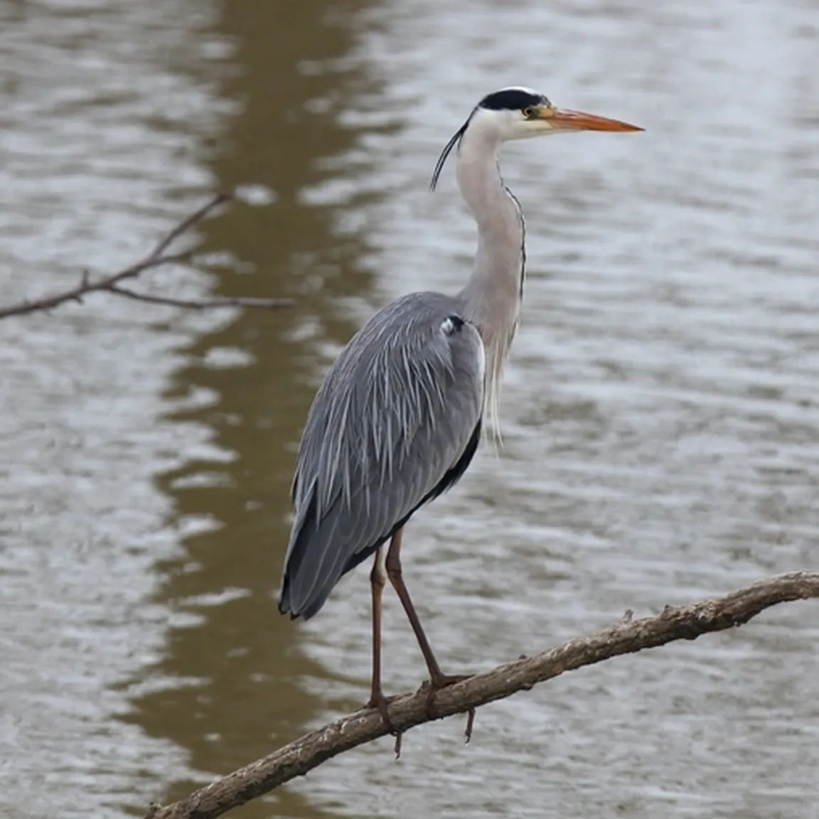 Siva čaplja (Ardea cinerea) stoji na veji na jezersko gladino.