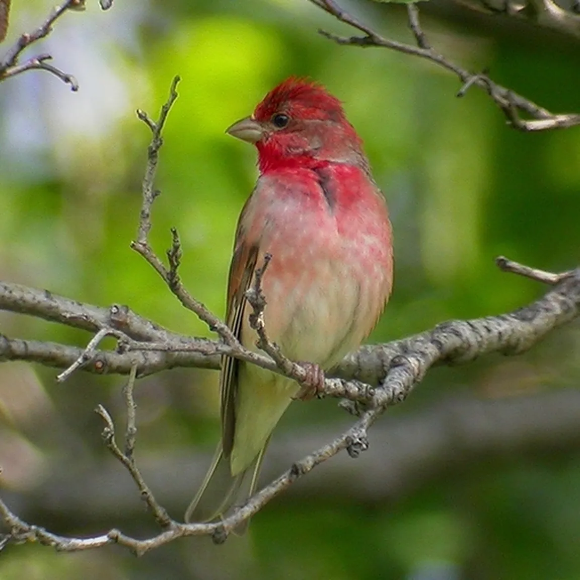 Samec škrlatca (Carpodacus erythrinus) v rdeče obarvanem paritvenem perju.