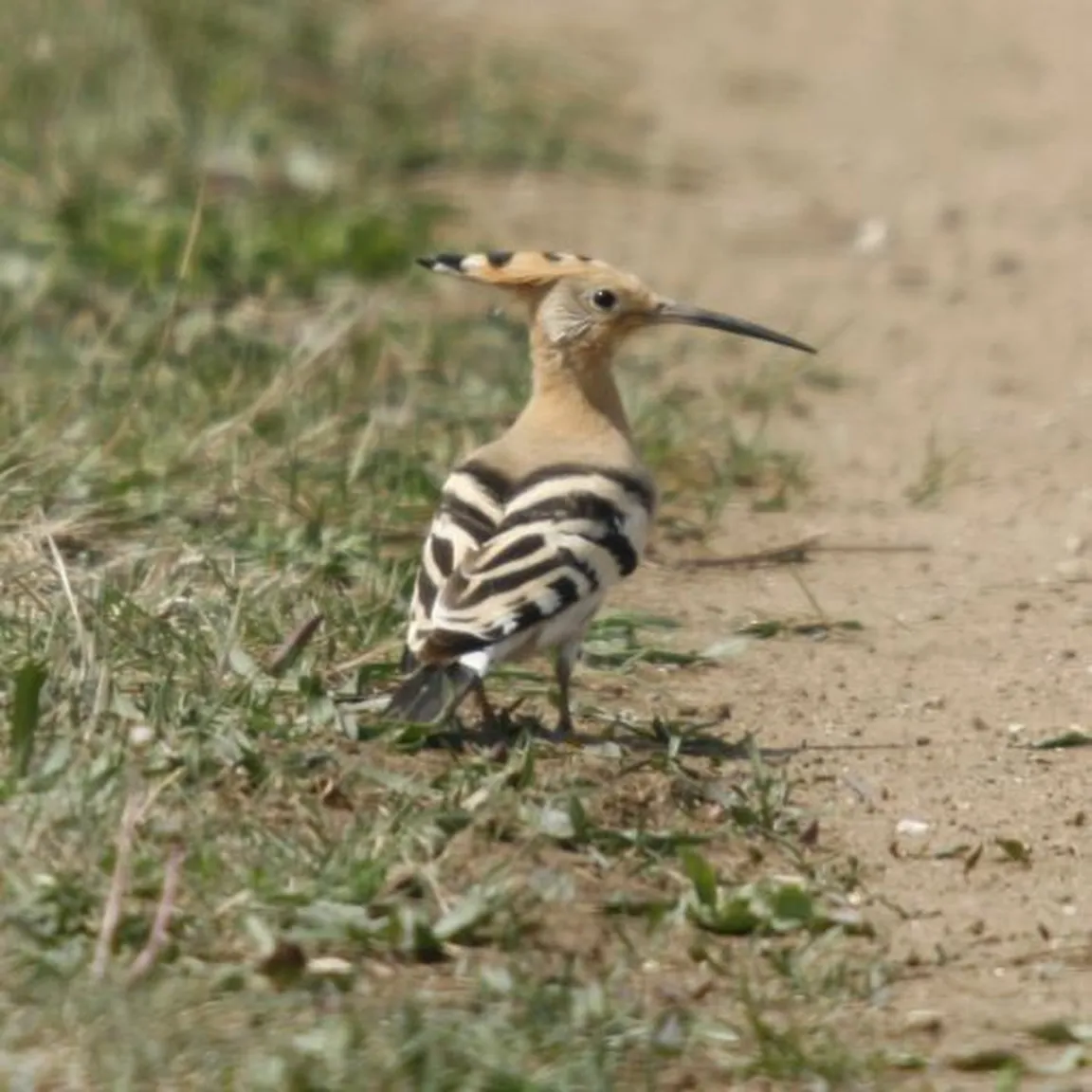 Smrdokavra (Upupa epops) na makadamski cesti išče hrano.