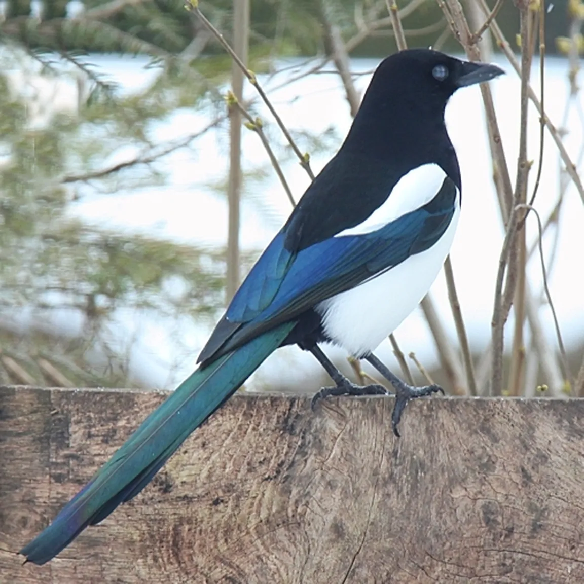 Sraka (Pica pica) na plotni ograji.