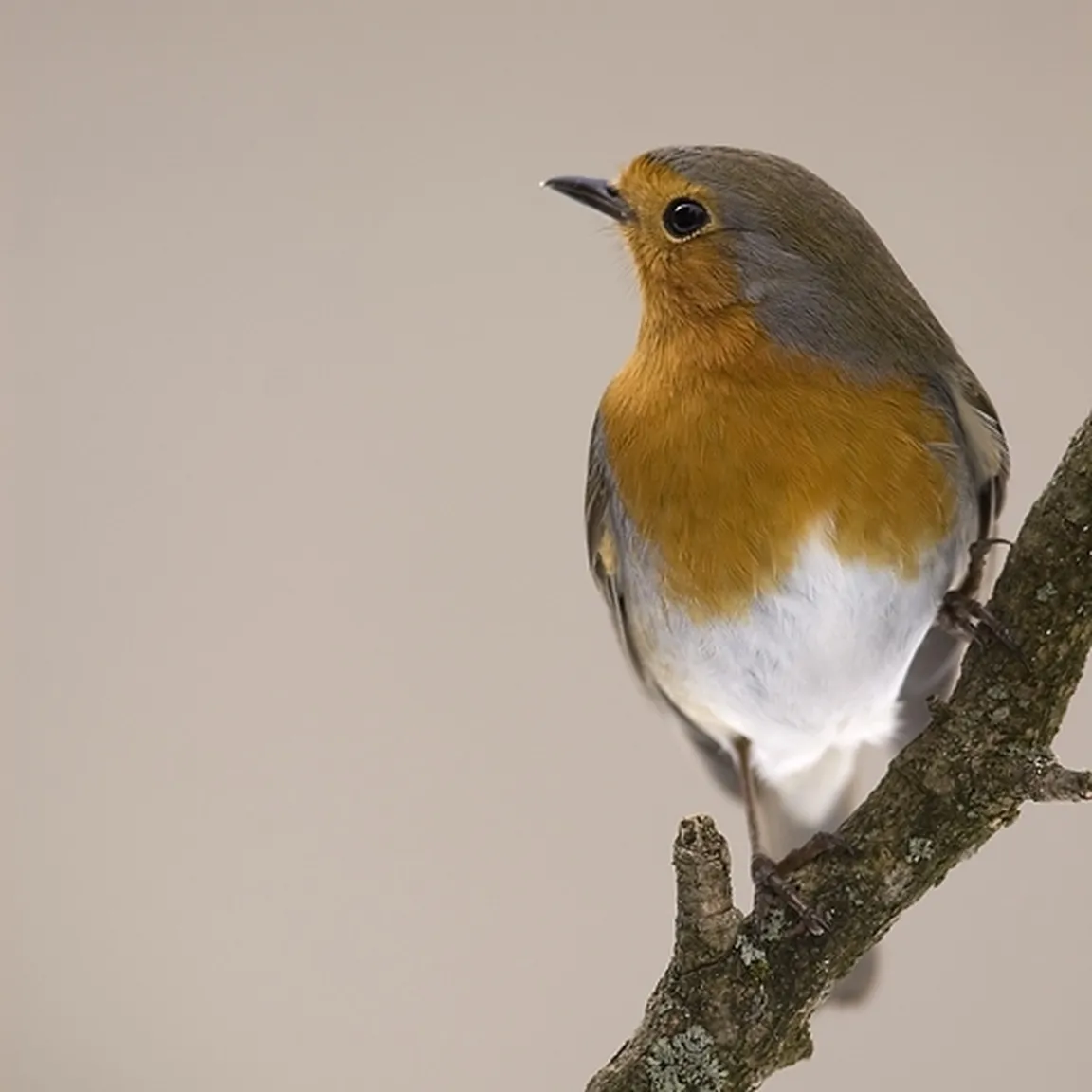 Portret taščice (Erithacus rubecula) na vejici.
