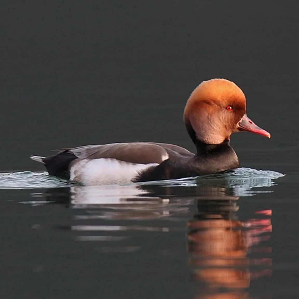 Tatarska žvižgavka (Netta rufina) plava na vodi, kjer se vidi njen odsev.