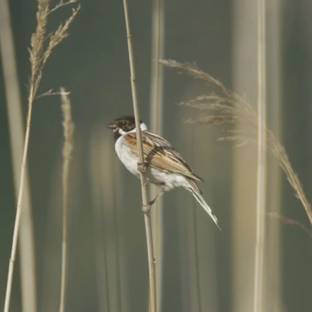 Trstni strnad (Emberiza schoeniclus) na trstičju.