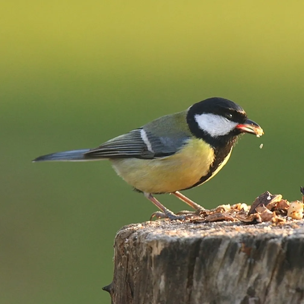 Velika sinica (Parus major) se prehranjuje v gozdu.