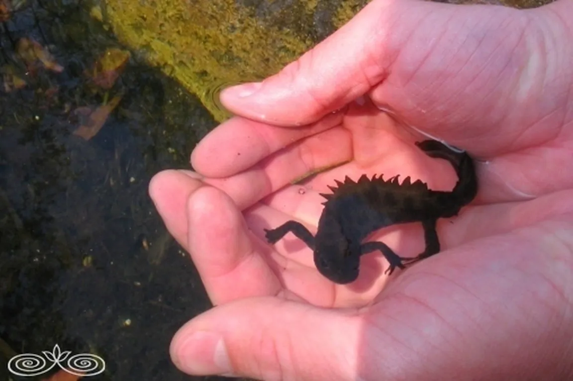 Veliki pupek (Triturus carnifex)  z bradavičasto temno kožo in oranžnim trebuhom v človeški roki.