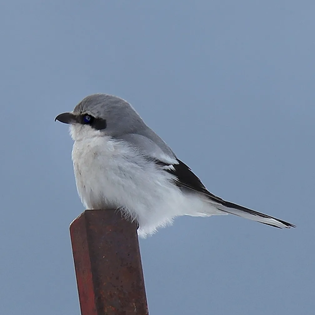Veliki srakoper (Lanius excubitor) na preži na kolu.