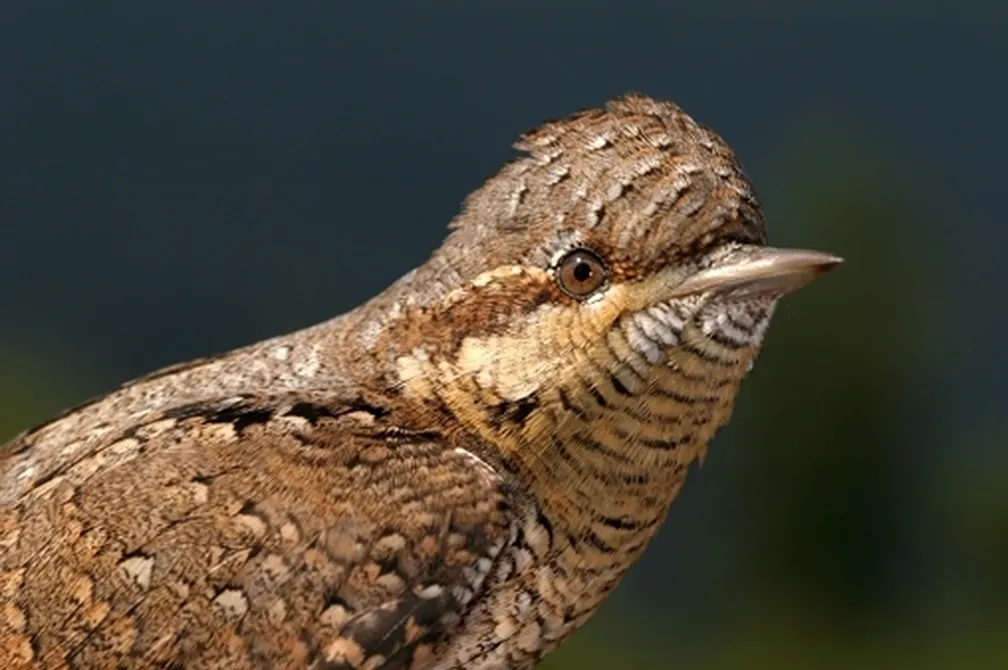 Portret vijeglavke (Jynx torquilla), ki se ozira naokrog.