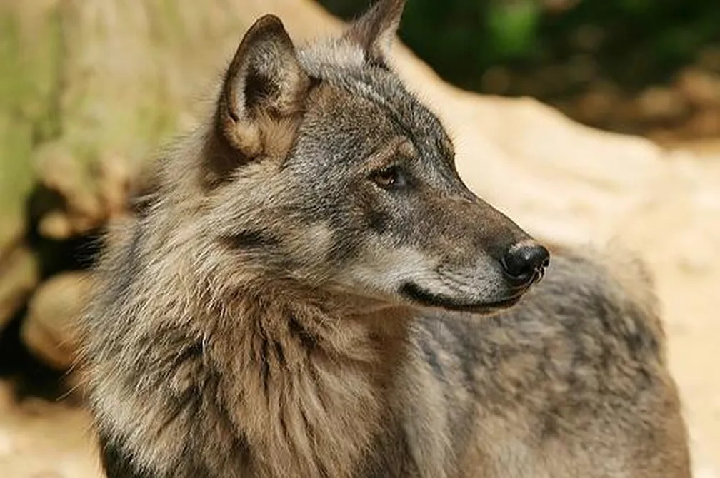 Volk (Canis lupus), ki opazuje okolico.