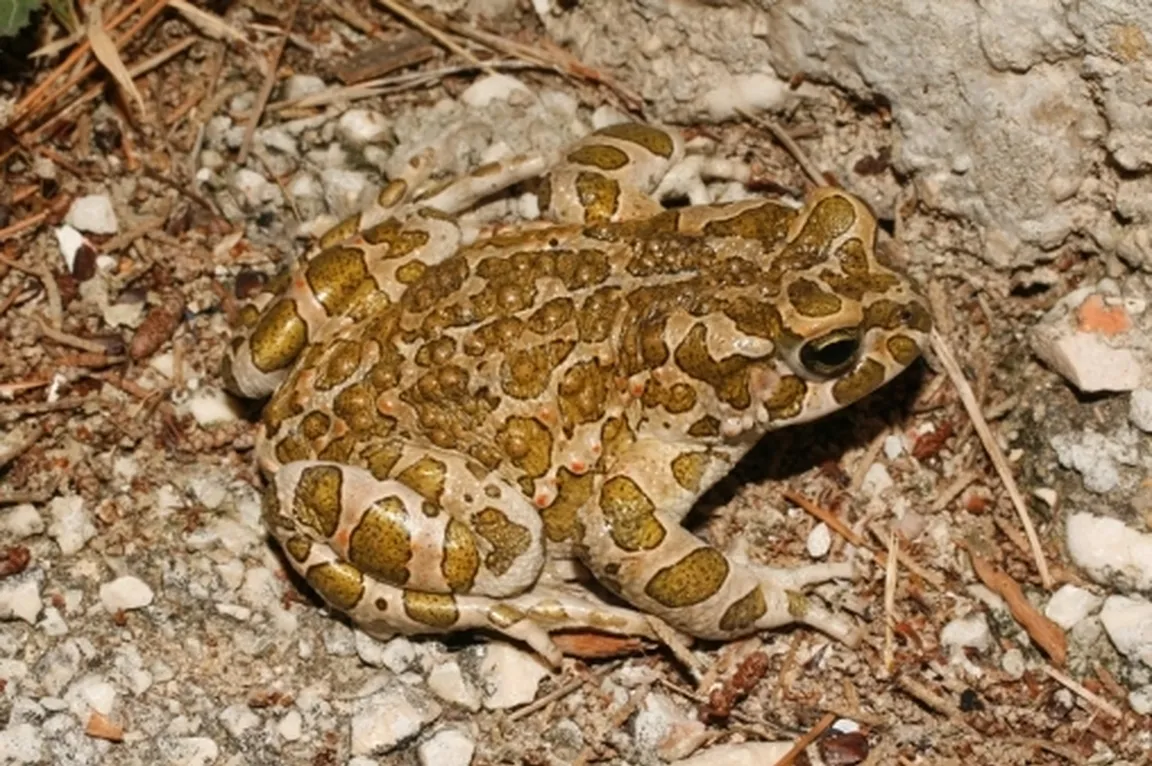 Zelena krastača (Bufo viridis) s pikčasto zeleno in rjavo kožo na kamniti podlagi.