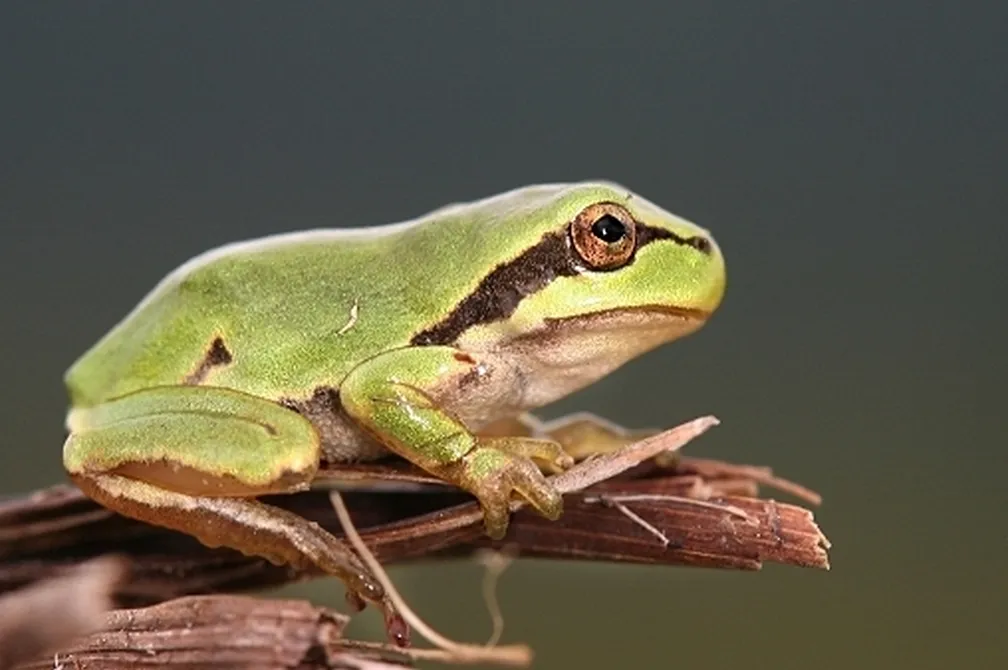 Zelena rega (Hyla arborea) sedi na veji.