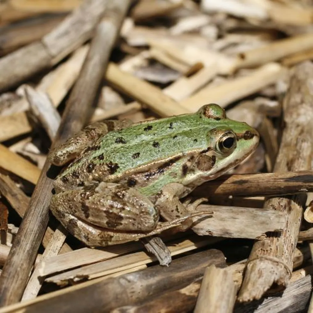 Zelena žaba (Pelophylax) sedi na trstičju.