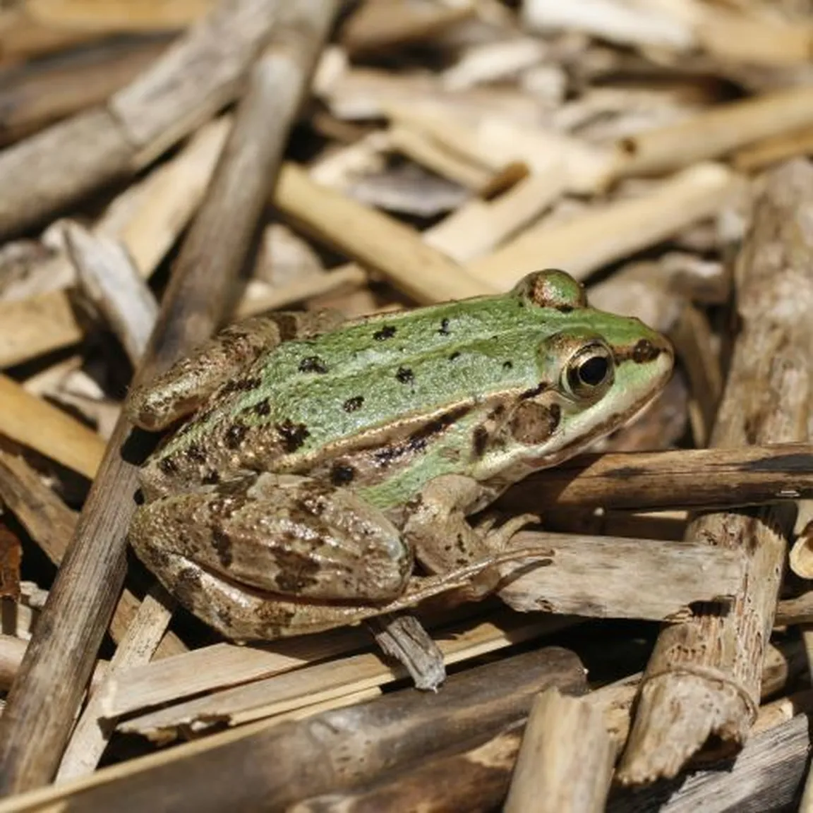 Zelena žaba (Pelophylax) sedi na trstičju.