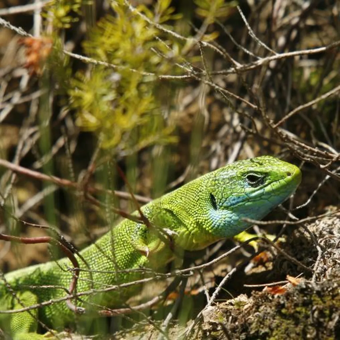 Zelenec (Lacerta viridis) pleza med grmovjem.