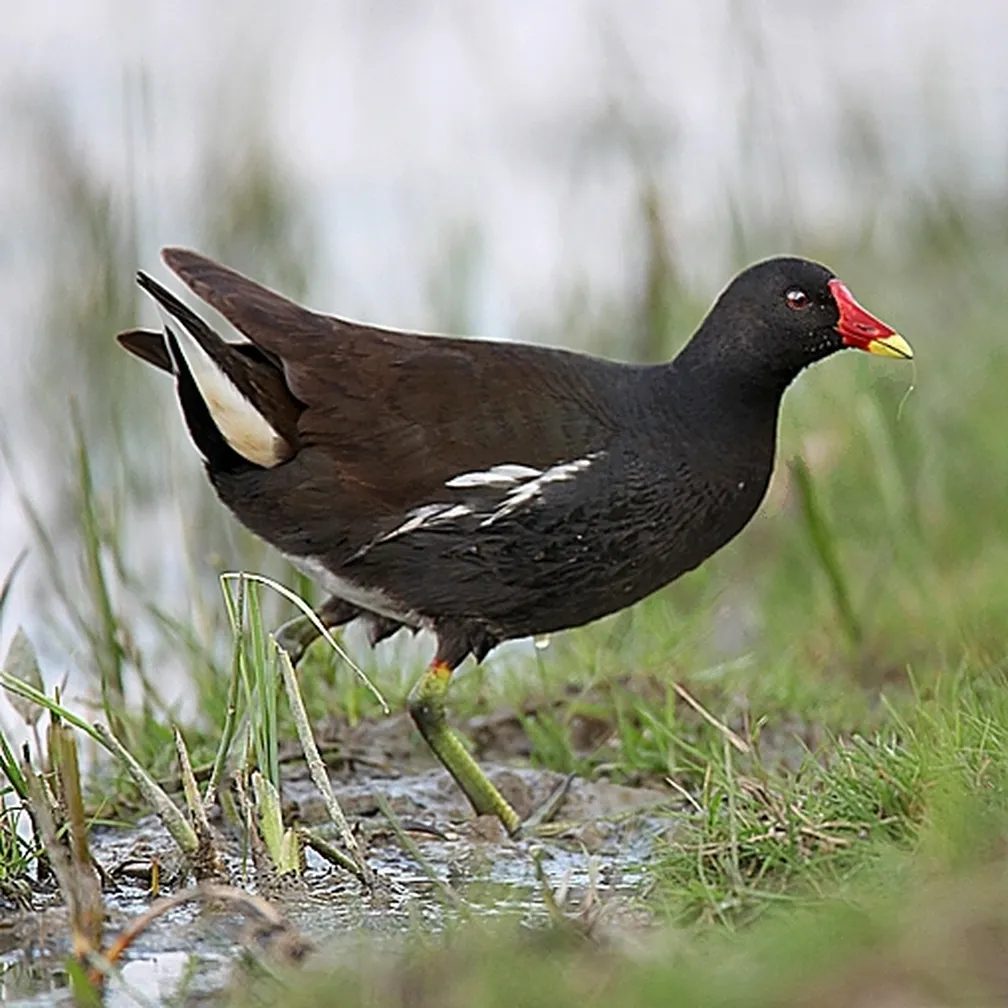 Zelenonoga tukalica (Gallinula chloropus) išče hrano ob jezerski obali med travinjem.