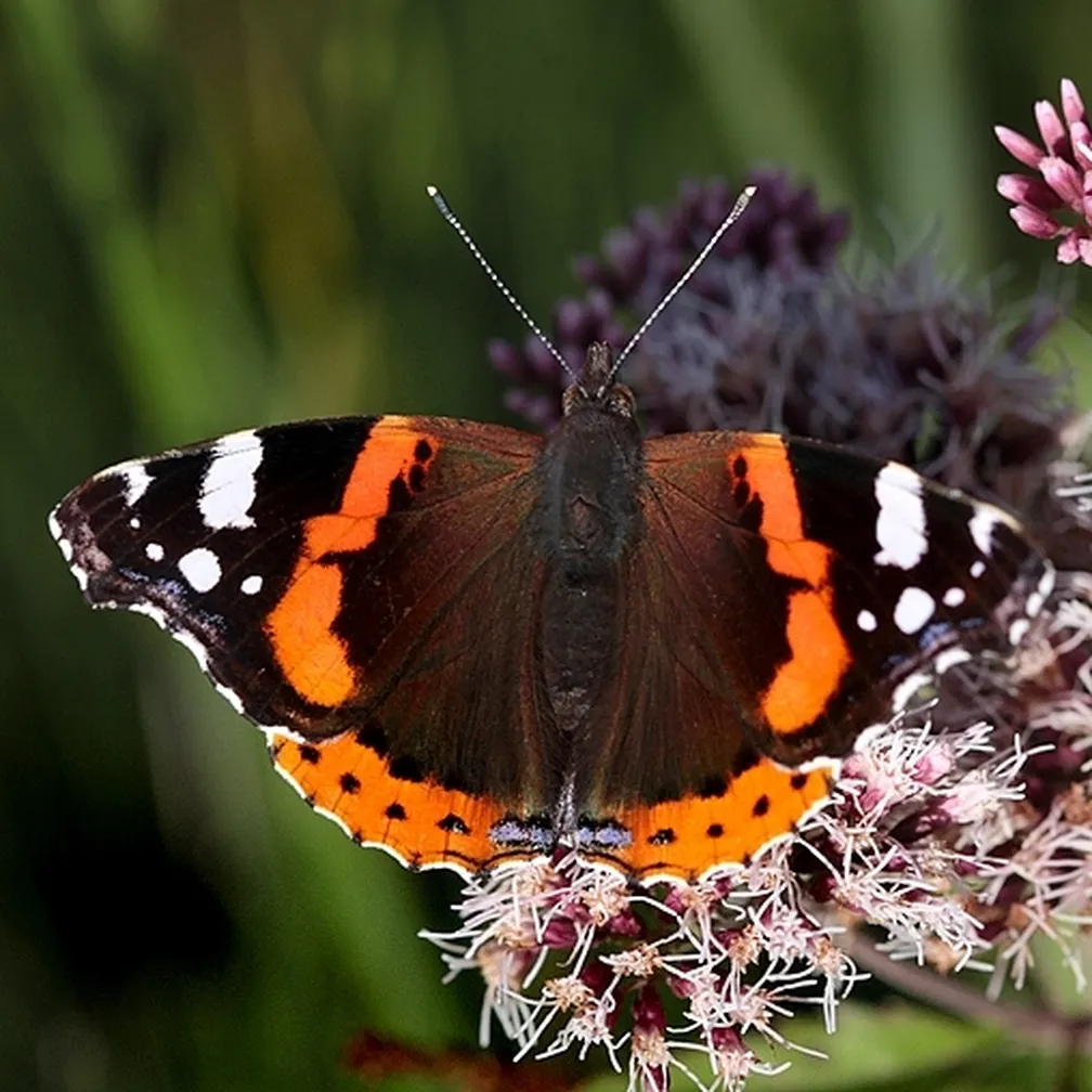 Admiral (Vanessa atalanta) sedi na cvetlici sredi travnika.