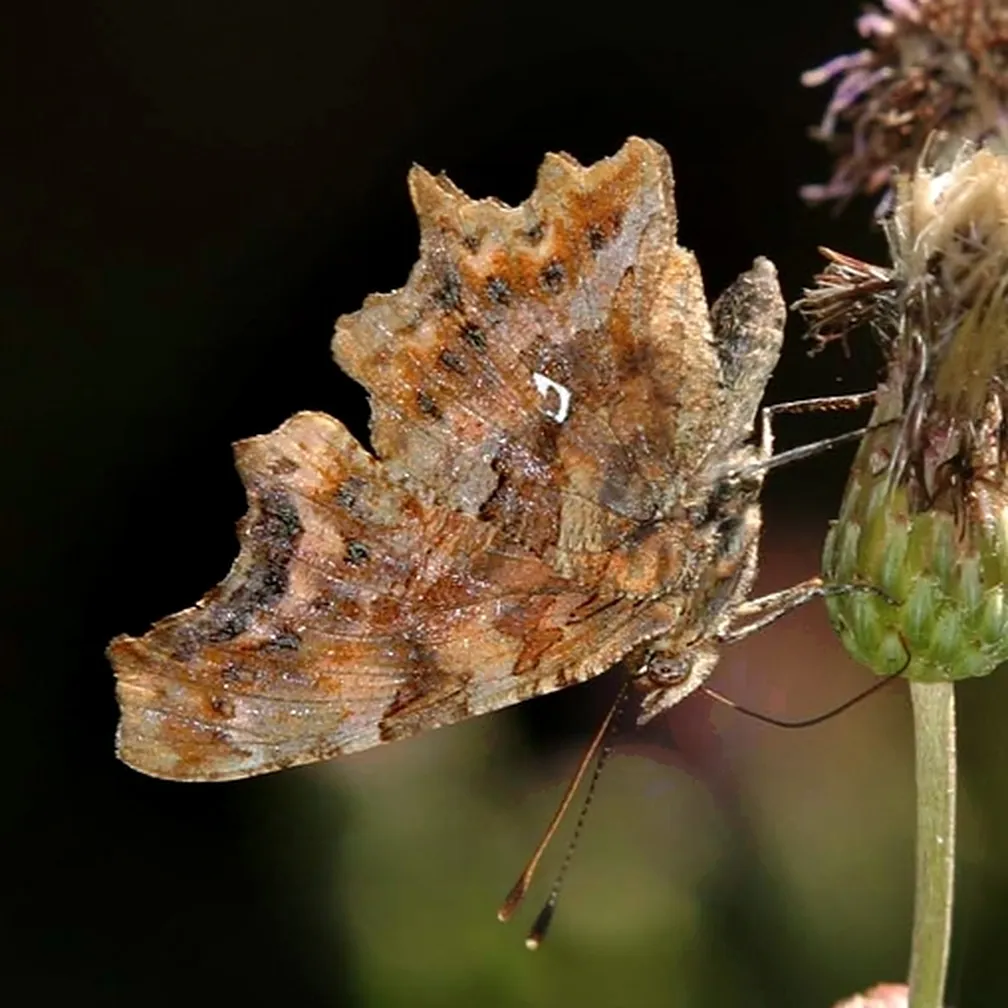 Beli C (Polygonum c album) sedi na rastlini.