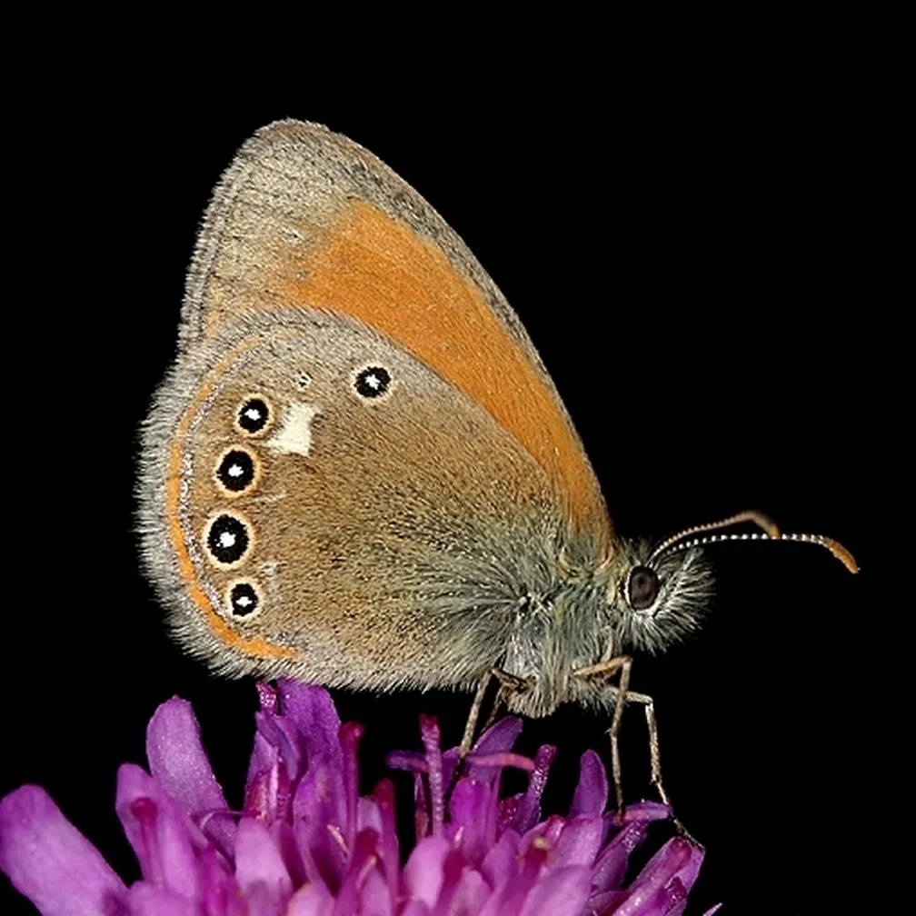 Belolisi okarček (Coenonympha glycerion) sedi na roži.