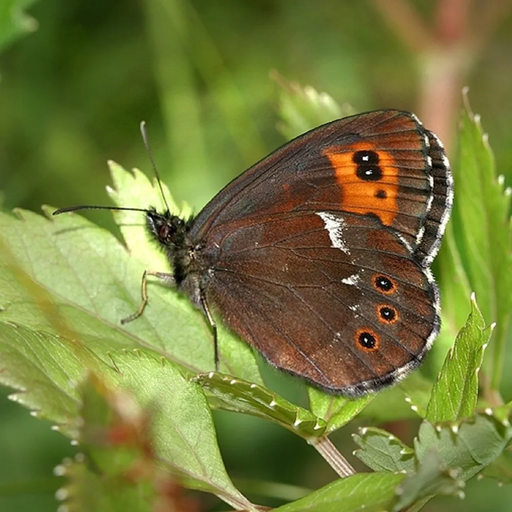 Belolisi rjavček (Erebia ligea) sedi na listu.